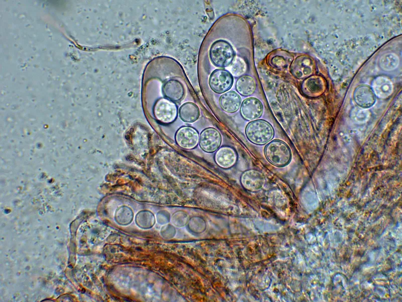 Boubovia subprolata 10 - Ascos -001